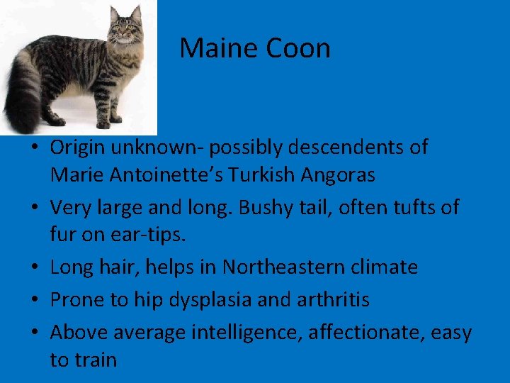 Maine Coon • Origin unknown- possibly descendents of Marie Antoinette’s Turkish Angoras • Very