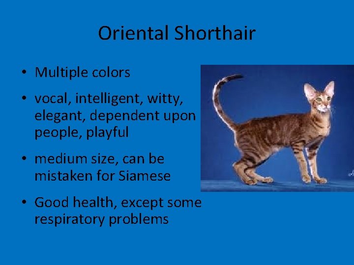 Oriental Shorthair • Multiple colors • vocal, intelligent, witty, elegant, dependent upon people, playful