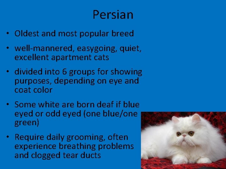 Persian • Oldest and most popular breed • well-mannered, easygoing, quiet, excellent apartment cats