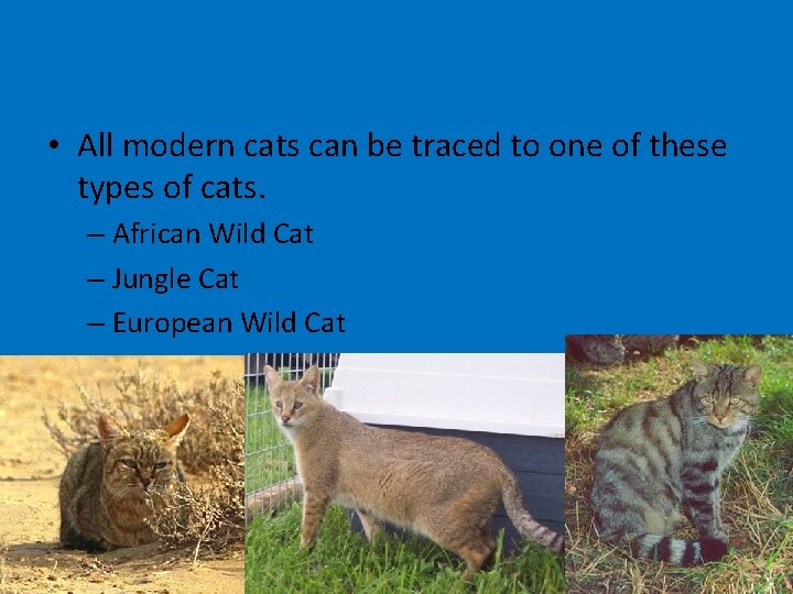  • All modern cats can be traced to one of these types of