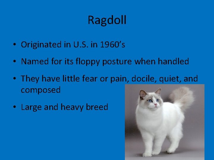 Ragdoll • Originated in U. S. in 1960’s • Named for its floppy posture