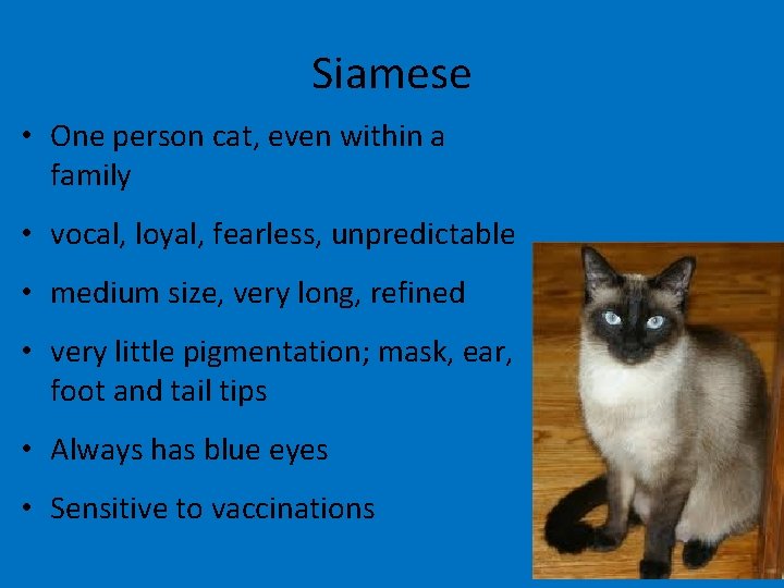 Siamese • One person cat, even within a family • vocal, loyal, fearless, unpredictable