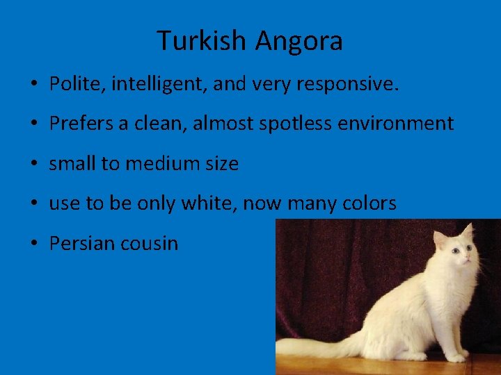 Turkish Angora • Polite, intelligent, and very responsive. • Prefers a clean, almost spotless