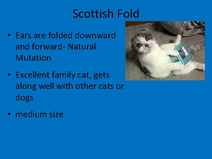 Scottish Fold • Ears are folded downward and forward- Natural Mutation • Excellent family