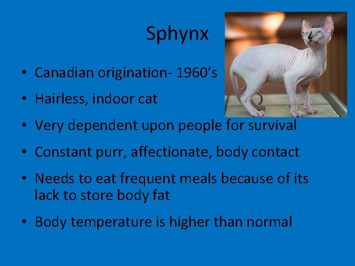 Sphynx • Canadian origination- 1960’s • Hairless, indoor cat • Very dependent upon people