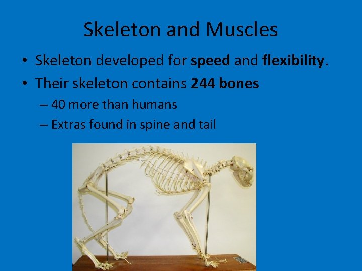 Skeleton and Muscles • Skeleton developed for speed and flexibility. • Their skeleton contains