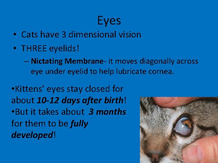 Eyes • Cats have 3 dimensional vision • THREE eyelids! – Nictating Membrane- it