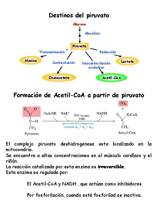 Destinos del piruvato Glucosa Glucólisis Piruvato Transaminación Alanina Carboxilación Oxalacetato Reducción Descarboxilación oxidativa Lactato