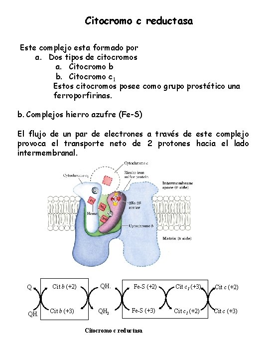 Citocromo c reductasa Este complejo esta formado por a. Dos tipos de citocromos a.