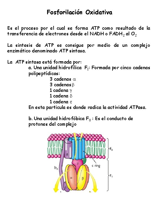 Fosforilación Oxidativa Es el proceso por el cual se forma ATP como resultado de