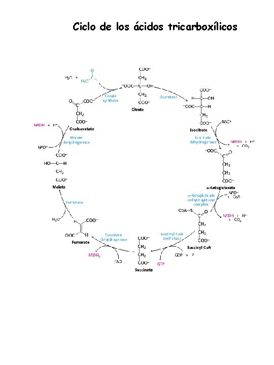 Ciclo de los ácidos tricarboxílicos 