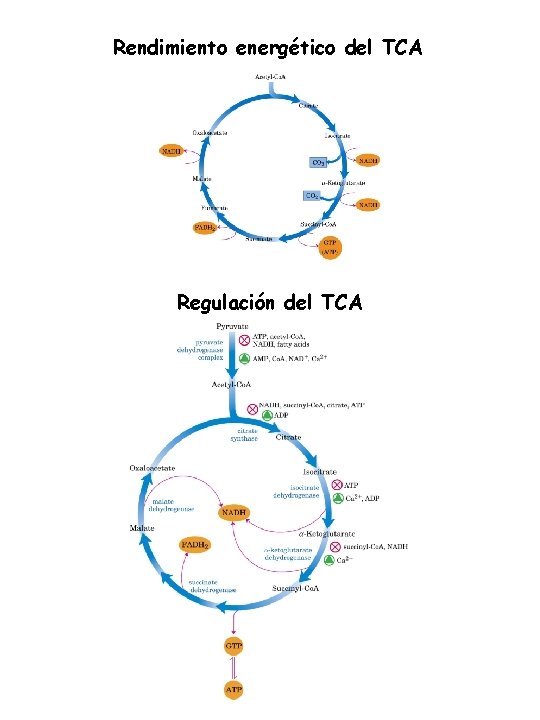 Rendimiento energético del TCA Regulación del TCA 