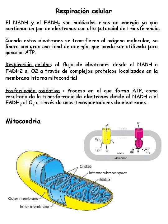 Respiración celular El NADH y el FADH 2 son moléculas ricas en energía ya