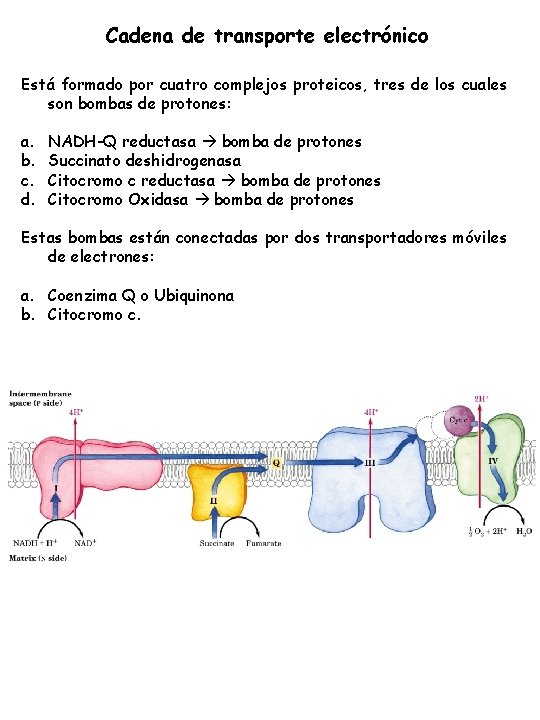 Cadena de transporte electrónico Está formado por cuatro complejos proteicos, tres de los cuales