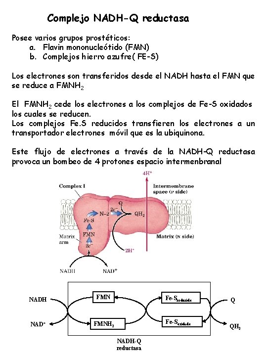 Complejo NADH-Q reductasa Posee varios grupos prostéticos: a. Flavin mononucleótido (FMN) b. Complejos hierro