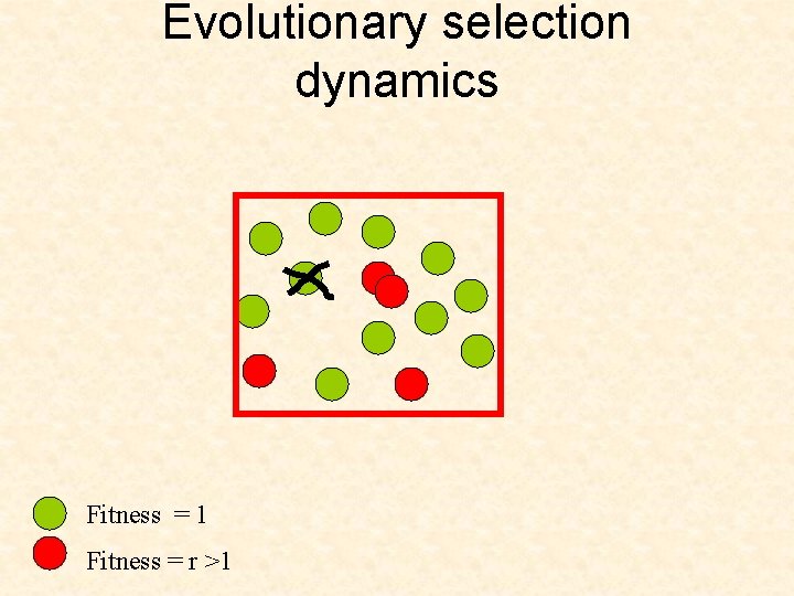 Evolutionary selection dynamics Fitness = 1 Fitness = r >1 