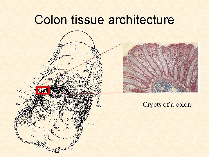 Colon tissue architecture Crypts of a colon 