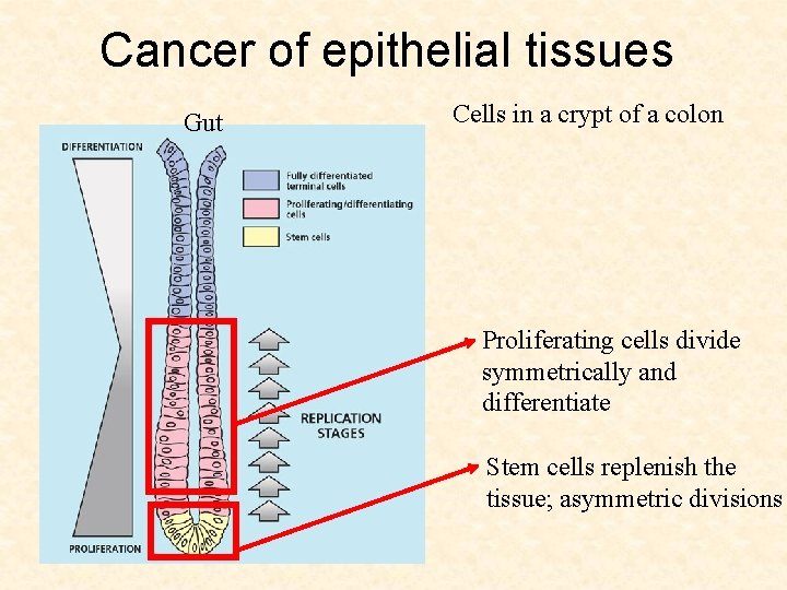 Cancer of epithelial tissues Gut Cells in a crypt of a colon Proliferating cells