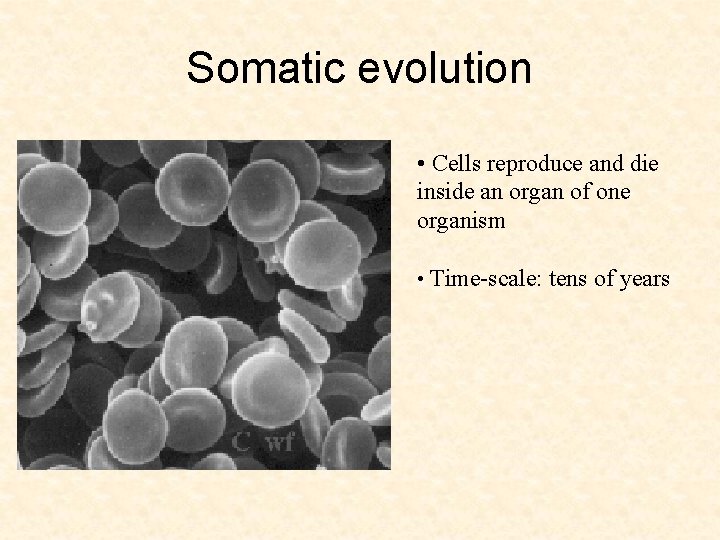 Somatic evolution • Cells reproduce and die inside an organ of one organism •