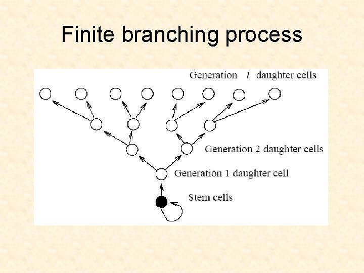 Finite branching process 