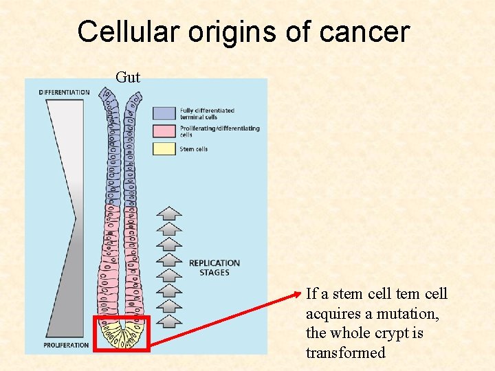 Cellular origins of cancer Gut If a stem cell acquires a mutation, the whole