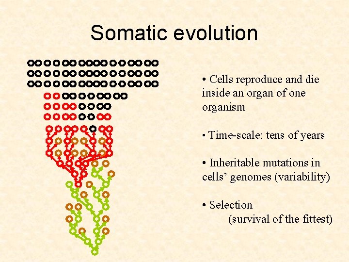 Somatic evolution • Cells reproduce and die inside an organ of one organism •