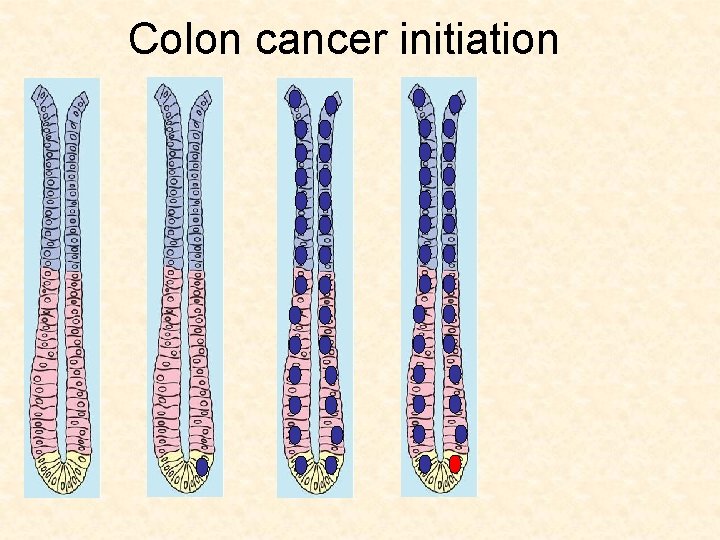 Colon cancer initiation 