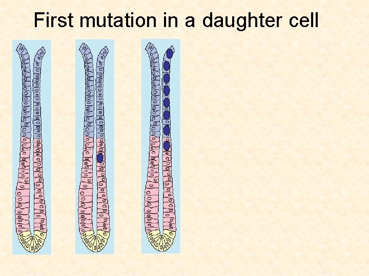 First mutation in a daughter cell 