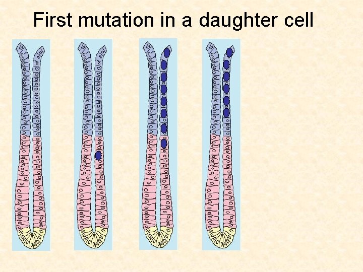 First mutation in a daughter cell 