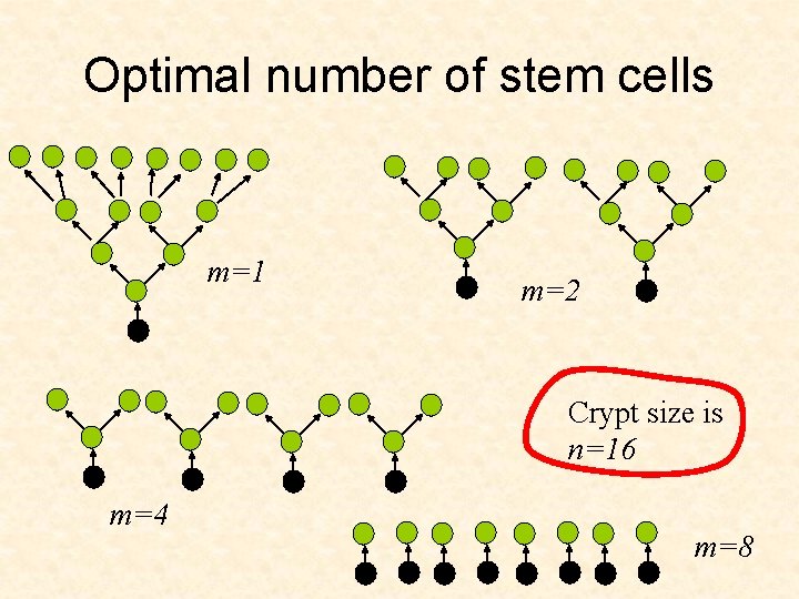Optimal number of stem cells m=1 m=2 Crypt size is n=16 m=4 m=8 