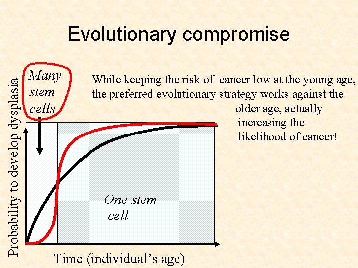 Probability to develop dysplasia Evolutionary compromise Many stem cells While keeping the risk of