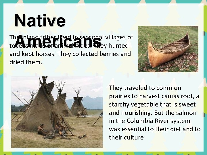 Native Americans The inland tribes lived in seasonal villages of tepees made of animal