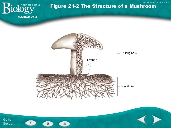 Figure 21 -2 The Structure of a Mushroom Section 21 -1 Fruiting body Hyphae