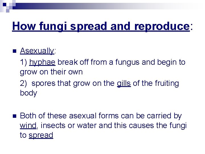 How fungi spread and reproduce: n Asexually: 1) hyphae break off from a fungus