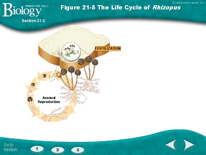 Figure 21 -5 The Life Cycle of Rhizopus Section 21 -2 FERTILIZATION MEIOSIS Asexual