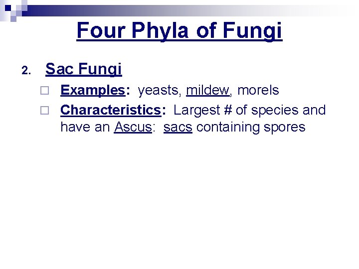 Four Phyla of Fungi 2. Sac Fungi Examples: yeasts, mildew, morels ¨ Characteristics: Largest