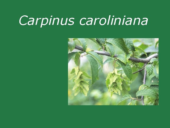 Carpinus caroliniana Carpinus caroliniana