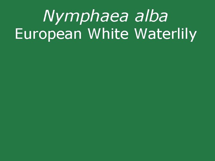 Nymphaea alba European White Waterlily Nymphaea alba European White Waterlily