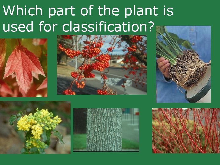 Which part of the plant is used for classification? Which part of the plant is used for classification?