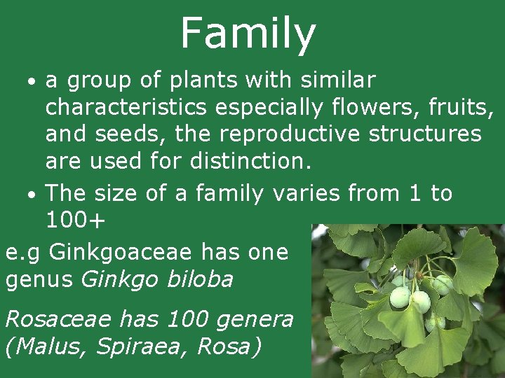 Family • a group of plants with similar characteristics especially flowers, fruits, and seeds, Family • a group of plants with similar characteristics especially flowers, fruits, and seeds,