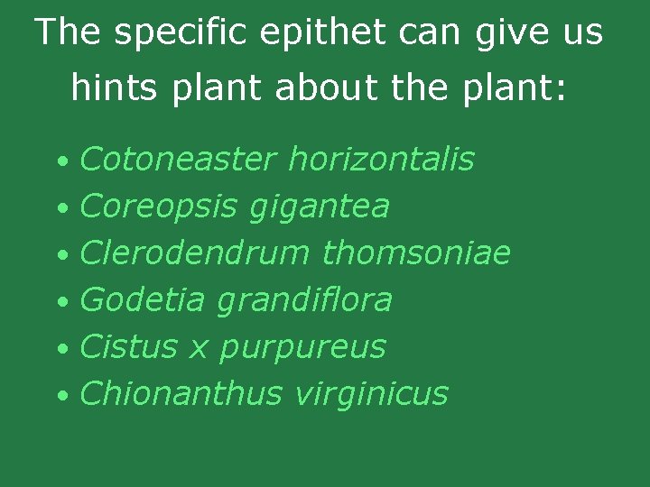 The specific epithet can give us hints plant about the plant: • Cotoneaster horizontalis The specific epithet can give us hints plant about the plant: • Cotoneaster horizontalis