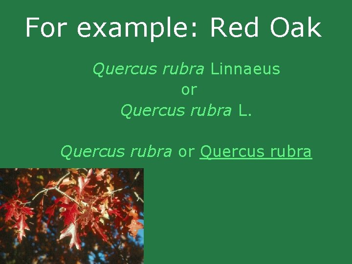 For example: Red Oak Quercus rubra Linnaeus or Quercus rubra L. Quercus rubra or For example: Red Oak Quercus rubra Linnaeus or Quercus rubra L. Quercus rubra or