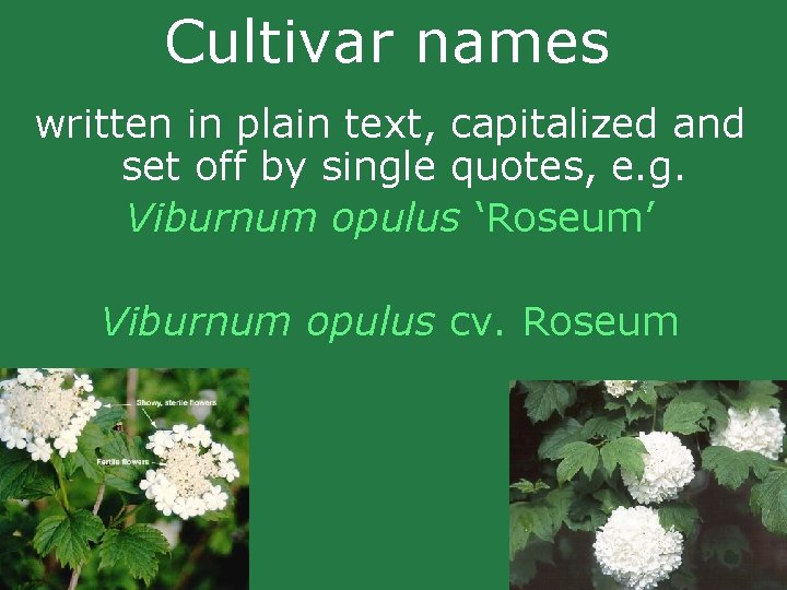 Cultivar names written in plain text, capitalized and set off by single quotes, e. Cultivar names written in plain text, capitalized and set off by single quotes, e.