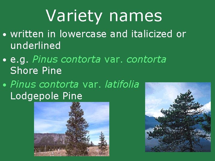 Variety names • written in lowercase and italicized or underlined • e. g. Pinus Variety names • written in lowercase and italicized or underlined • e. g. Pinus