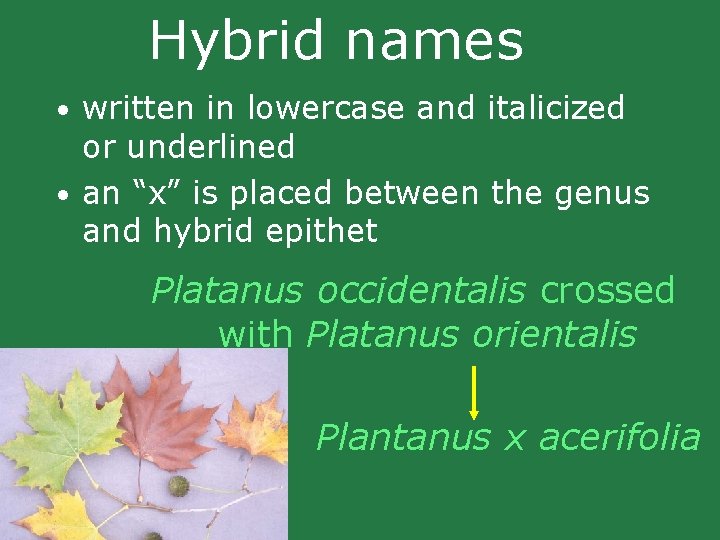 Hybrid names • written in lowercase and italicized or underlined • an “x” is Hybrid names • written in lowercase and italicized or underlined • an “x” is