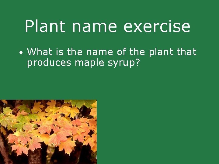 Plant name exercise • What is the name of the plant that produces maple Plant name exercise • What is the name of the plant that produces maple