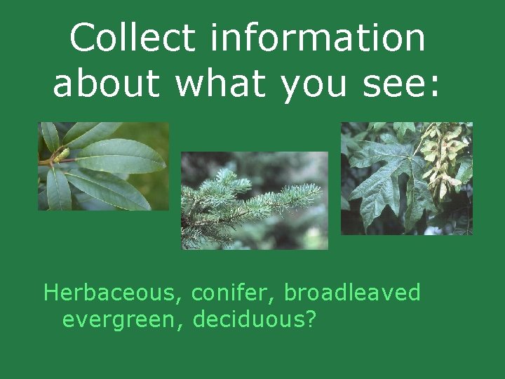 Collect information about what you see: Herbaceous, conifer, broadleaved evergreen, deciduous? Collect information about what you see: Herbaceous, conifer, broadleaved evergreen, deciduous?