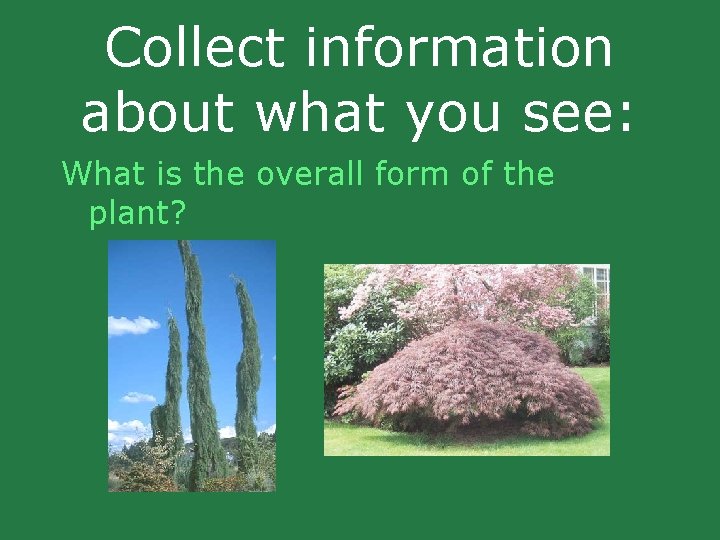 Collect information about what you see: What is the overall form of the plant? Collect information about what you see: What is the overall form of the plant?