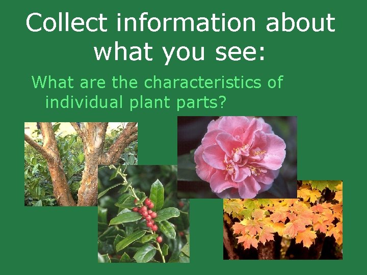 Collect information about what you see: What are the characteristics of individual plant parts? Collect information about what you see: What are the characteristics of individual plant parts?