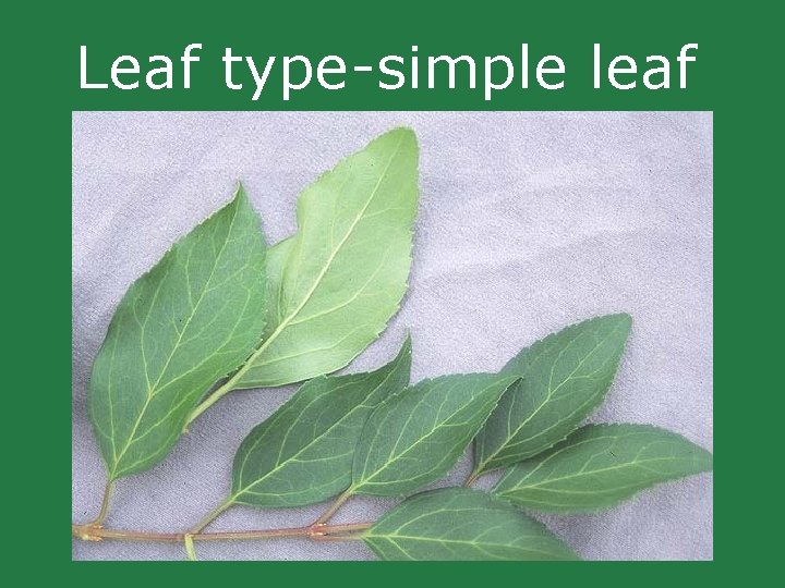 Leaf type-simple leaf Leaf type-simple leaf
